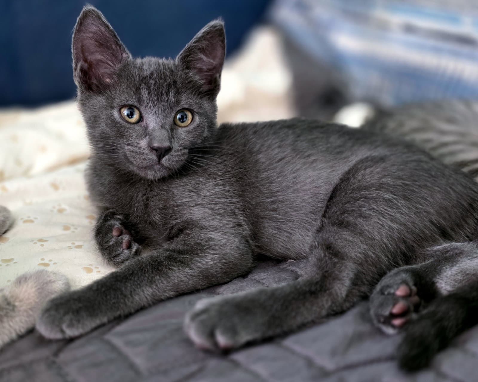 Nacho Cheese - Domestic Short Hair