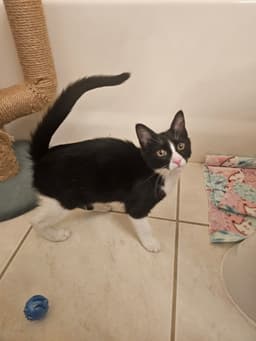 Hermano image 1