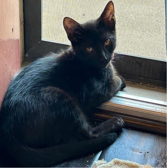 Ding Dong - Domestic Short Hair