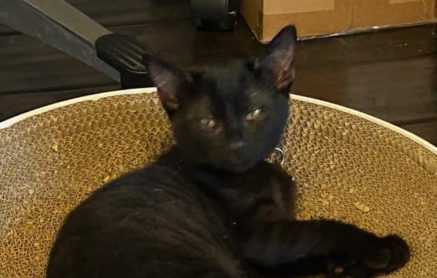 Honey Bun - Domestic Short Hair