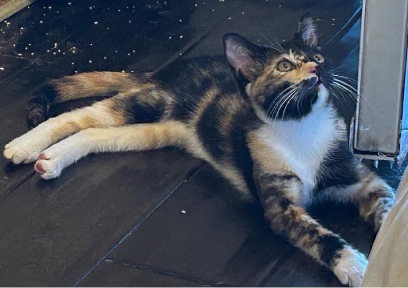Twinkie - Domestic Short Hair