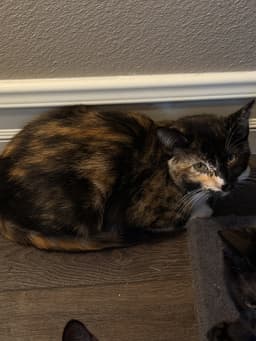 Twinkie image 3