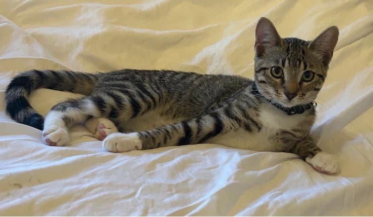 Snoball - Domestic Short Hair