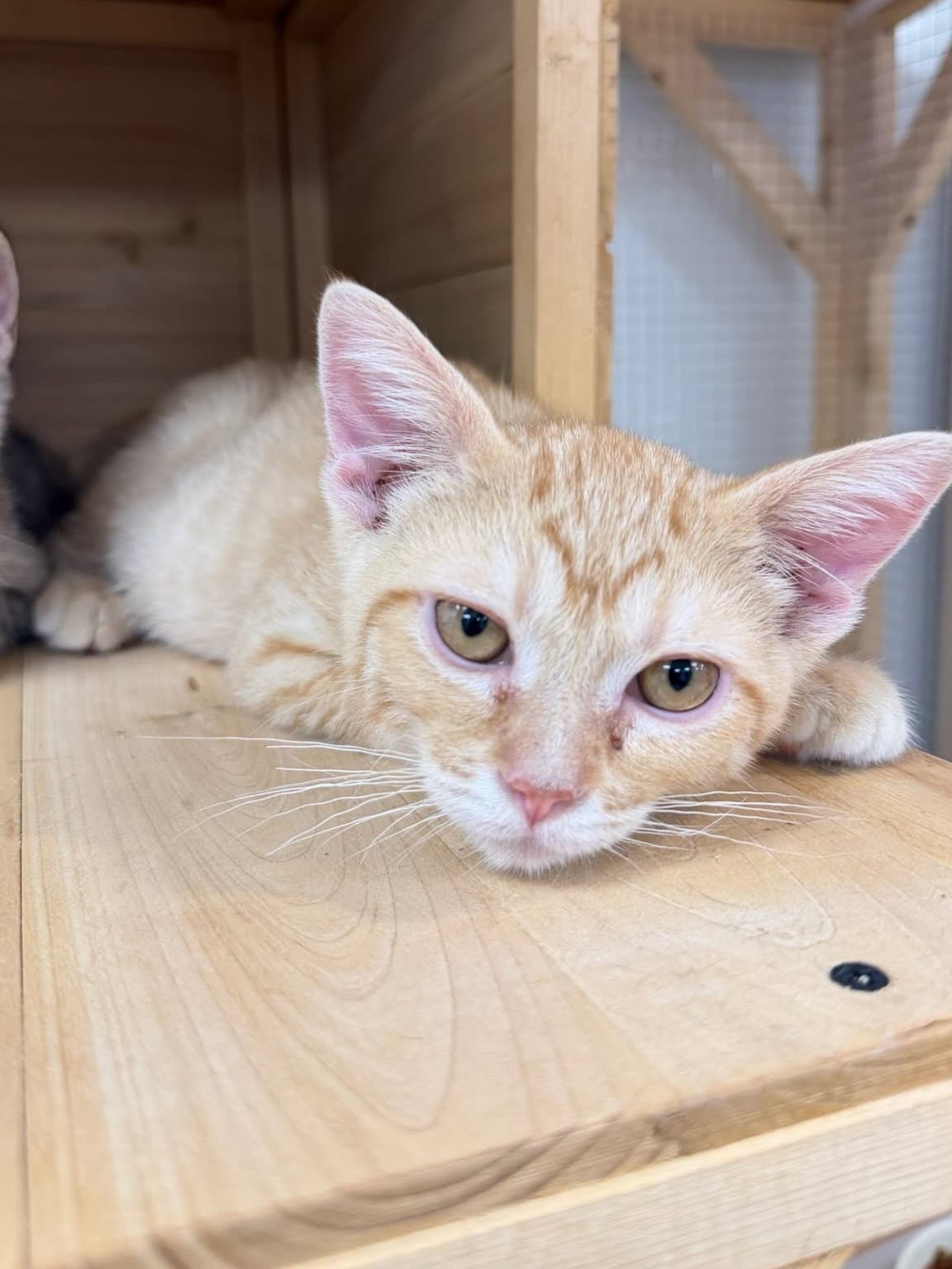 Tangerine - Domestic Short Hair