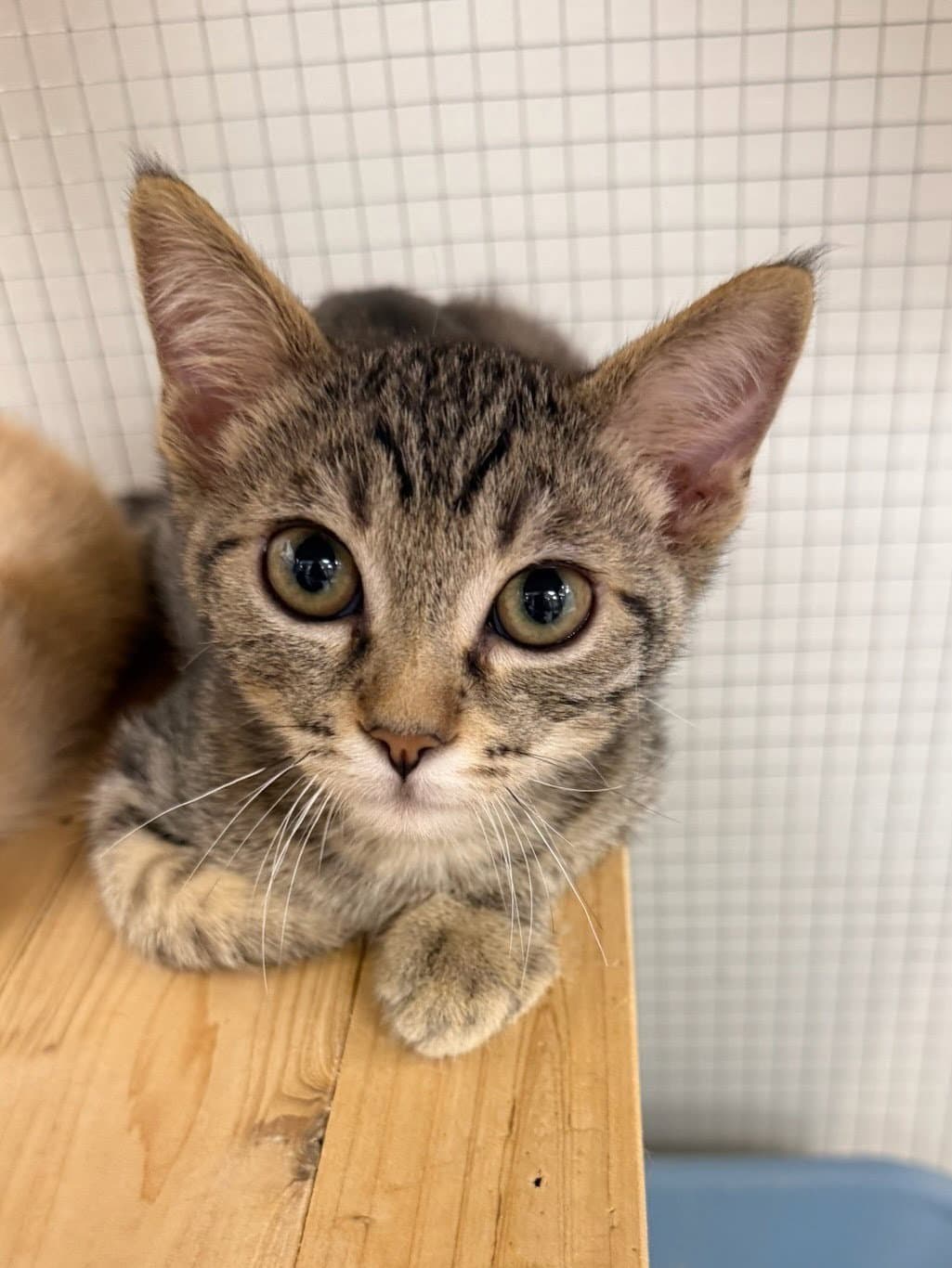 Mandarin - Domestic Short Hair