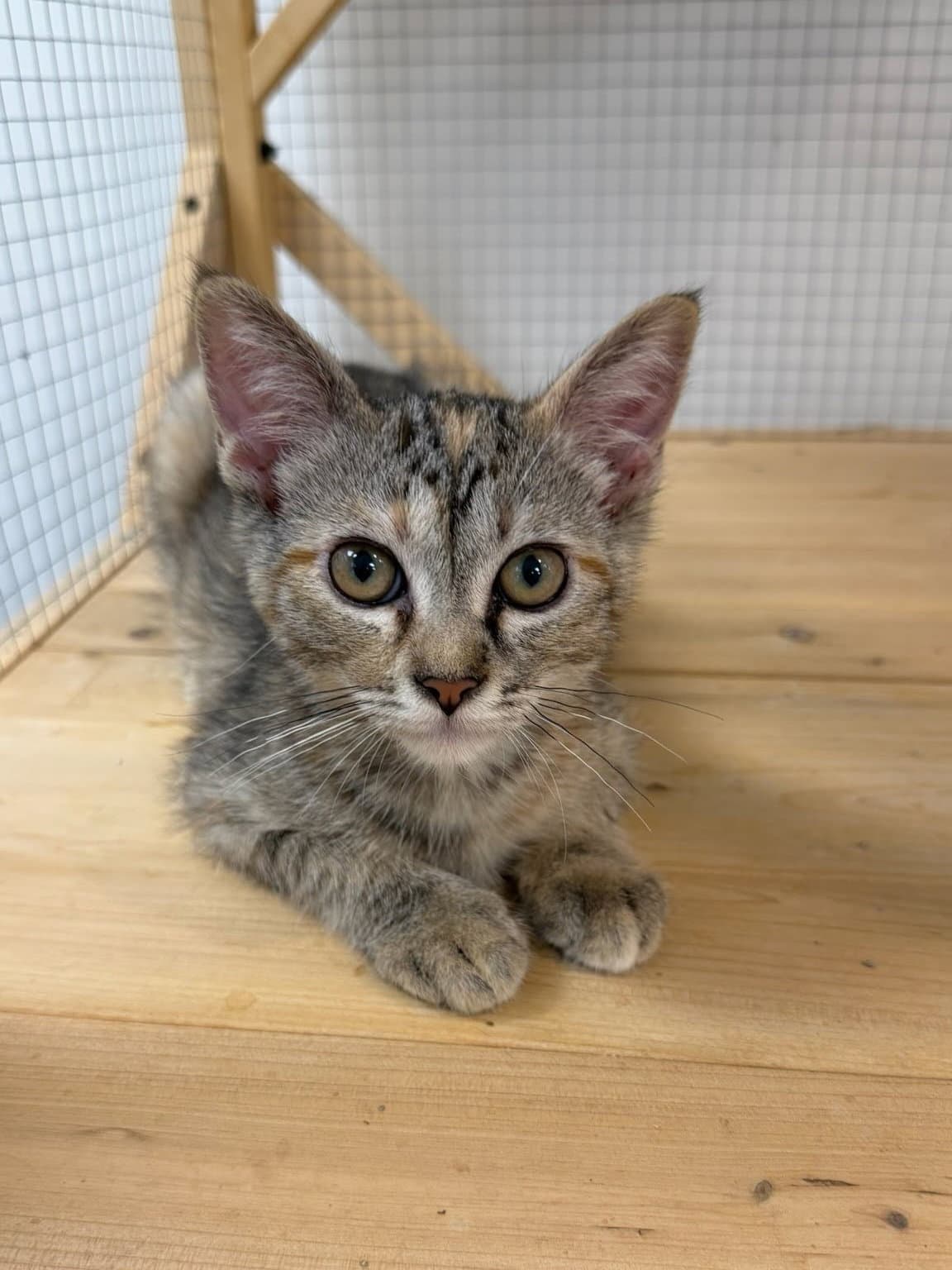 Halo - Domestic Short Hair