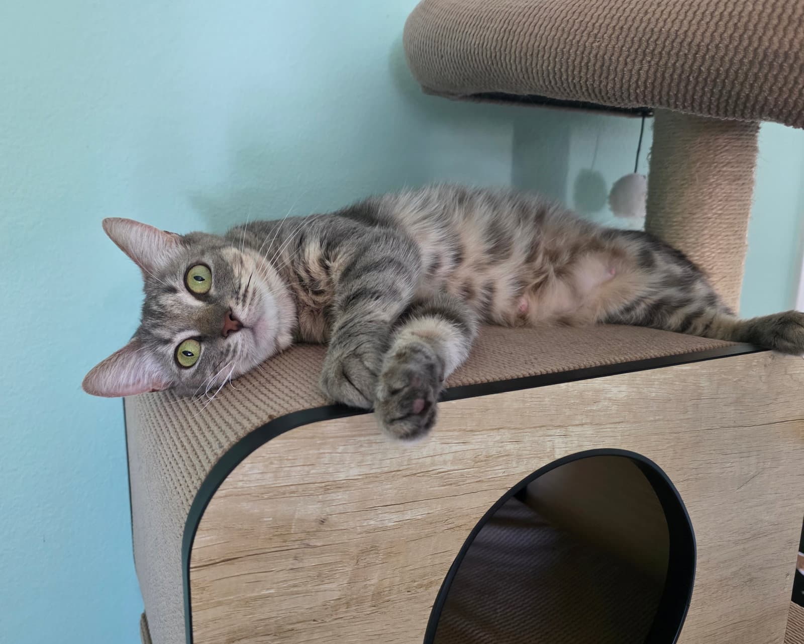 Dorito - Domestic Short Hair