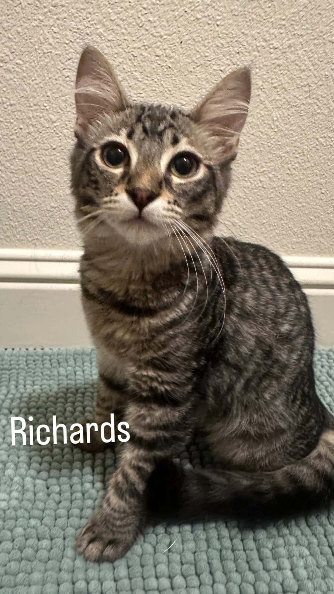 Richards - Domestic Short Hair
