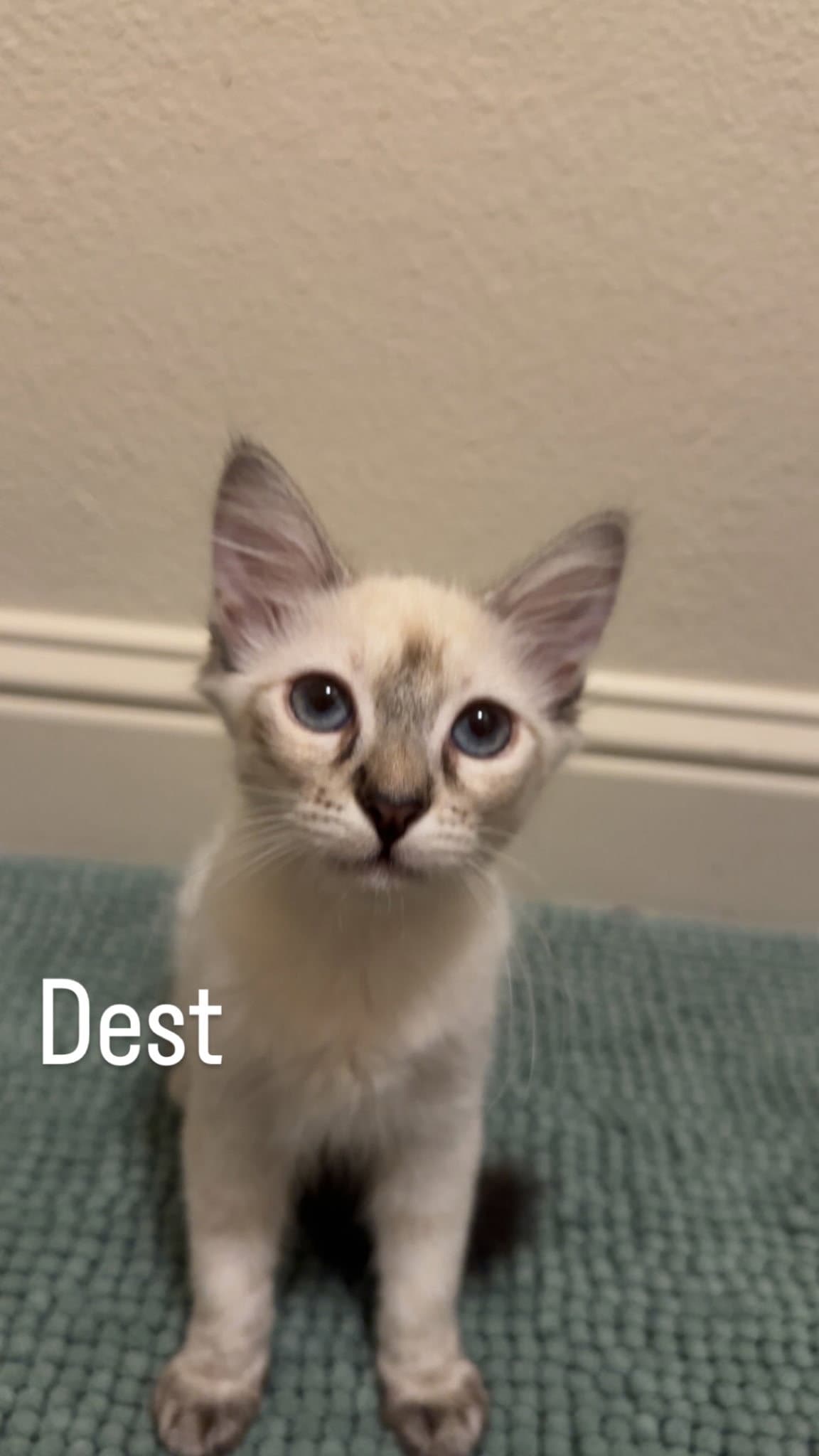 Dest - Domestic Short Hair