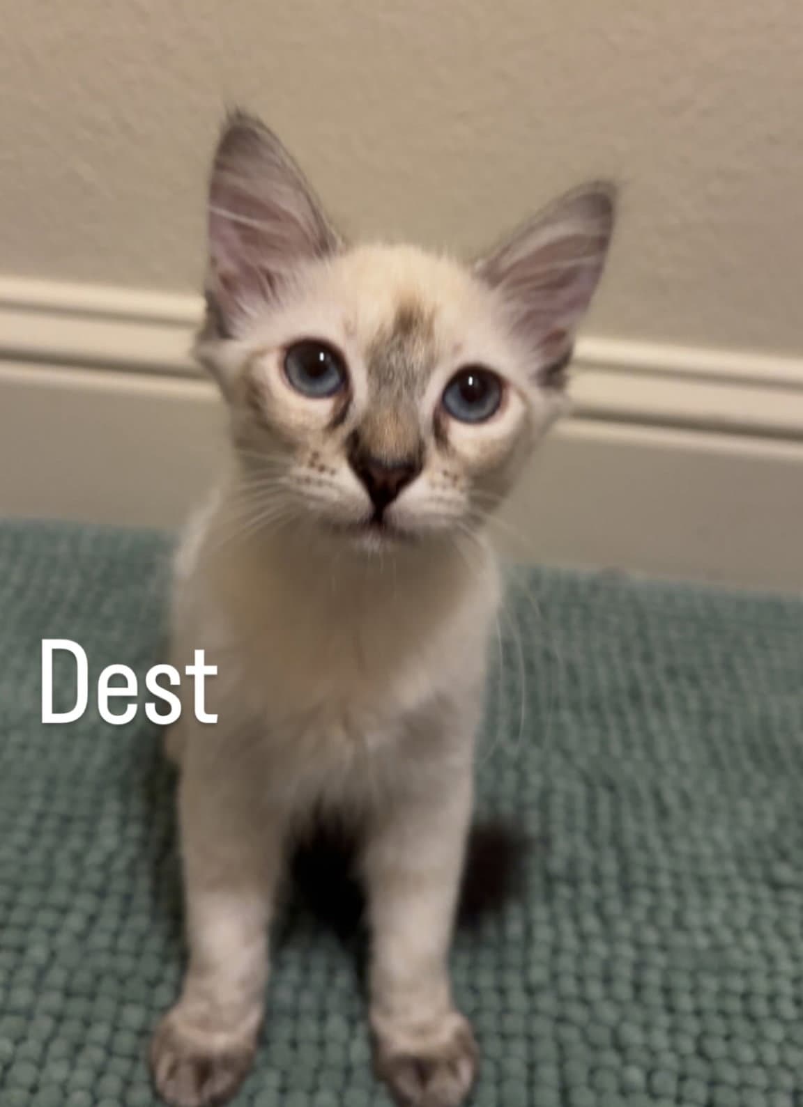 Dest - Domestic Short Hair