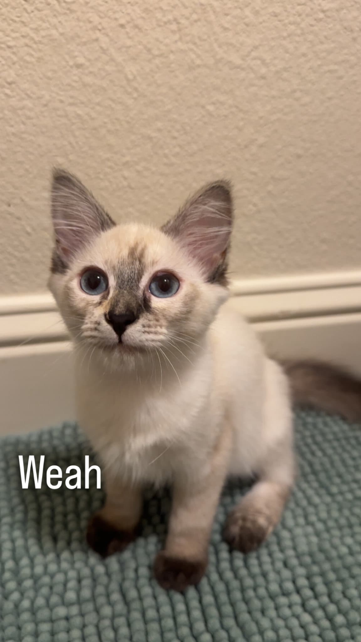 Weah - Domestic Short Hair