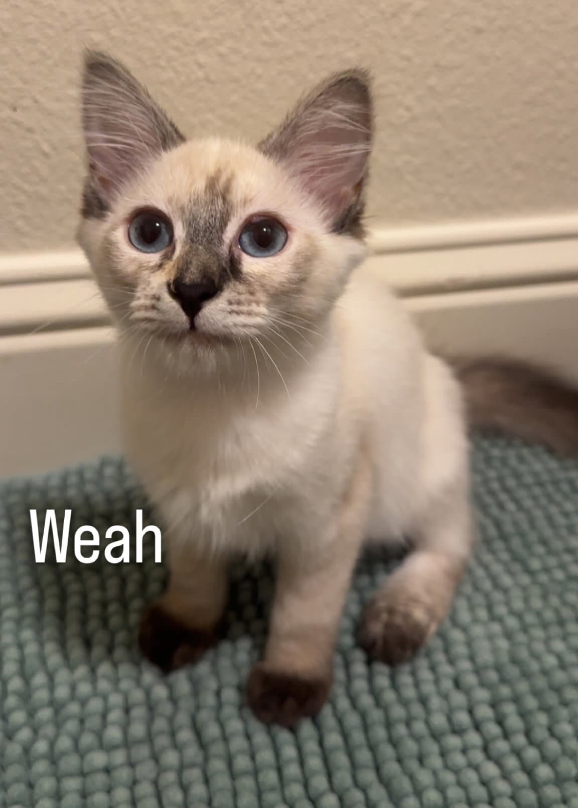 Weah - Domestic Short Hair