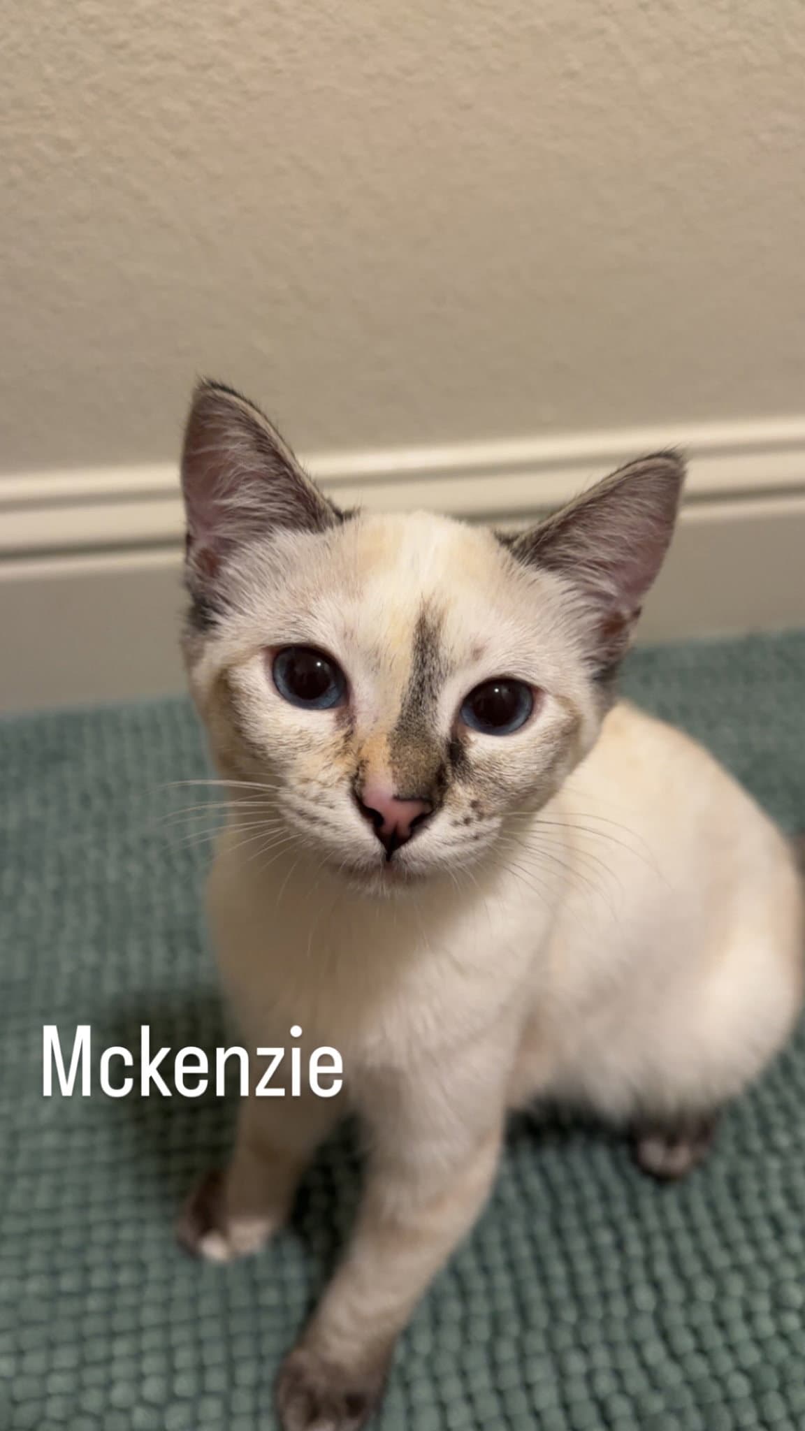 Mckenzie - Domestic Short Hair