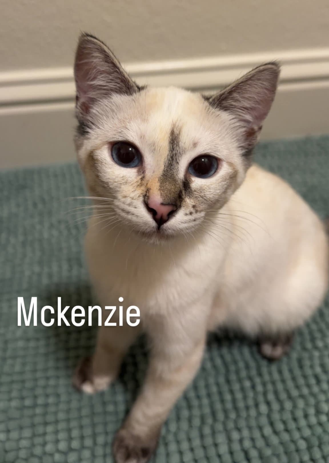 Mckenzie - Domestic Short Hair
