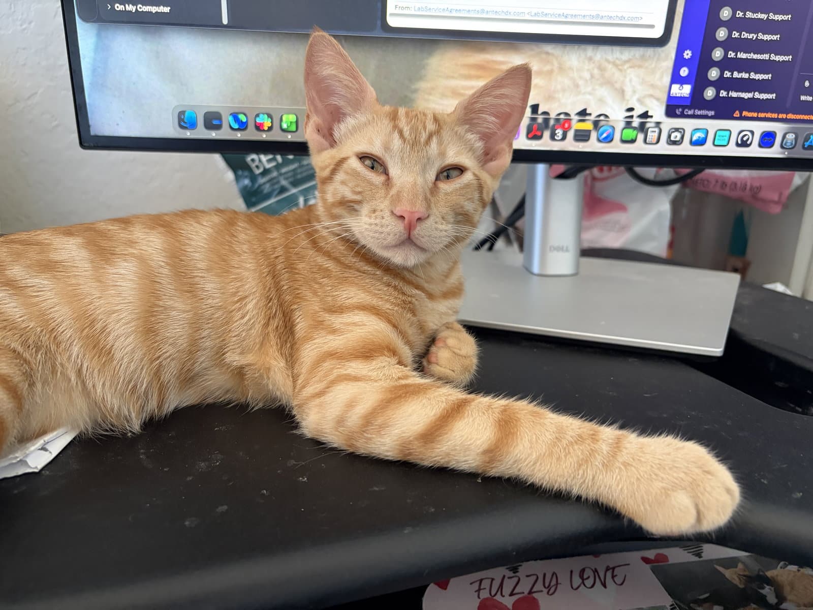 Spumoni - Domestic Short Hair