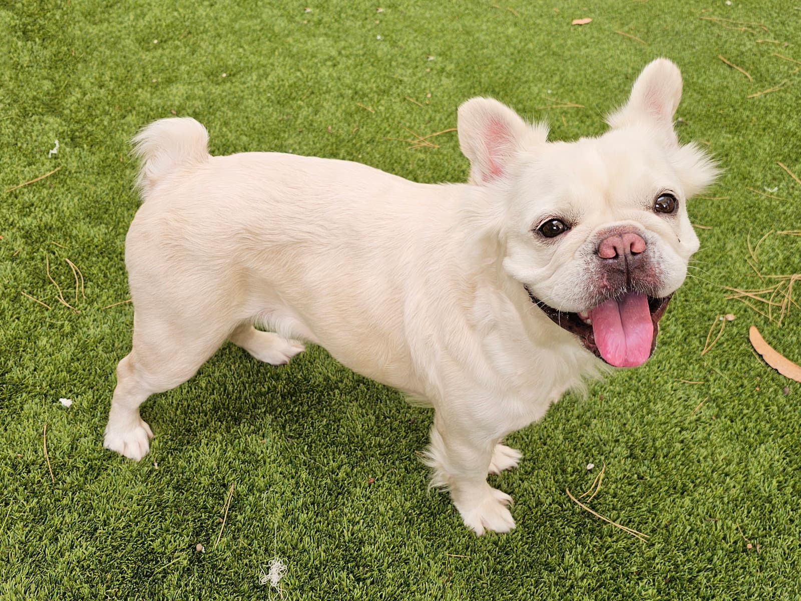 Margot - French Bulldog