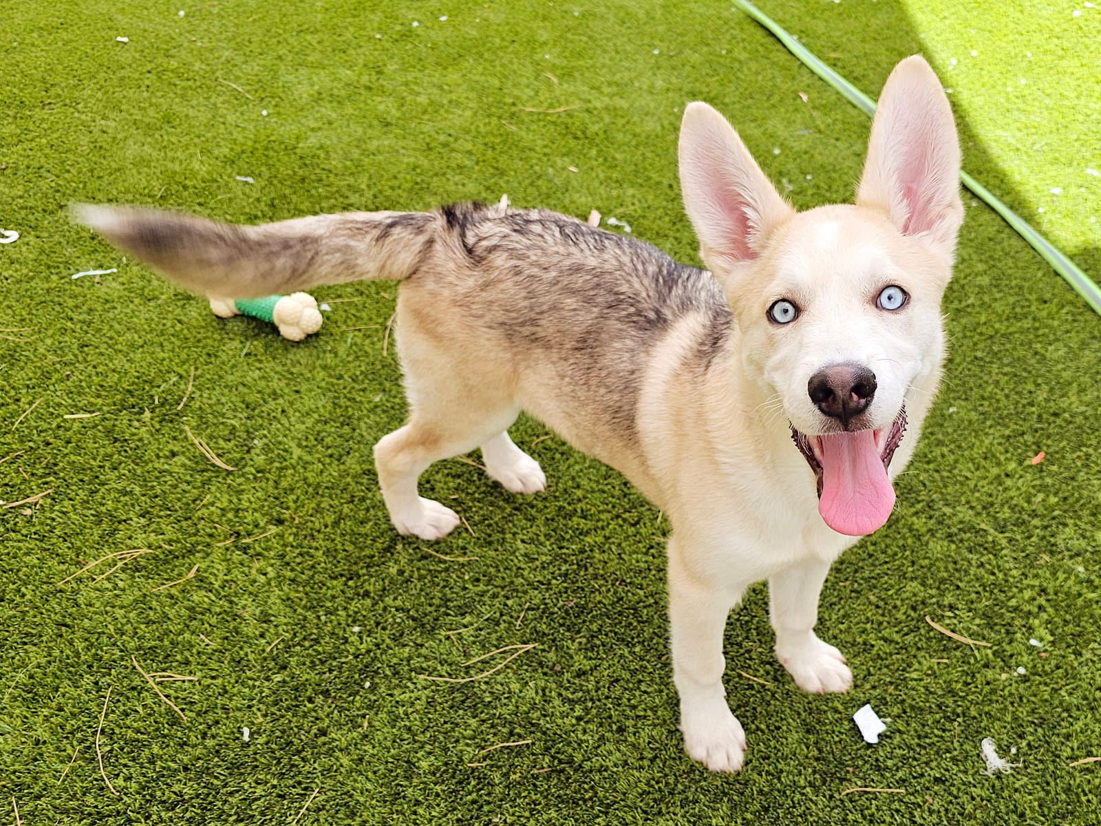 Gourley - Husky