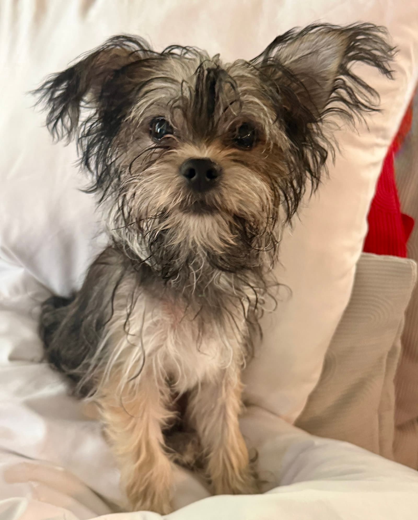 Riot - Yorkshire Terrier Yorkie
