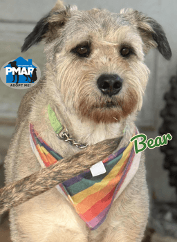 Bear image 3