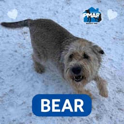 Bear image 2