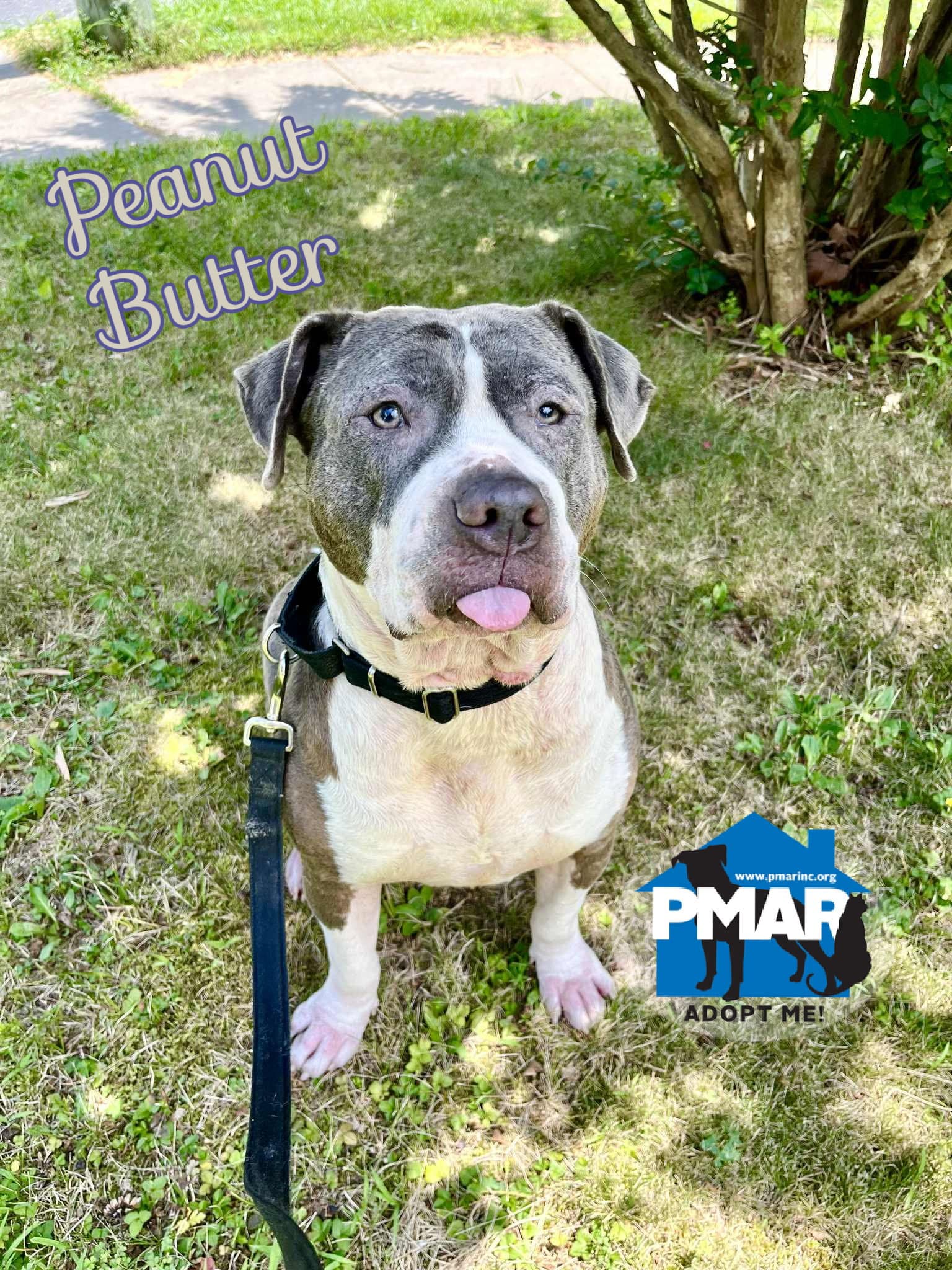 Peanut Butter - Pit Bull Terrier