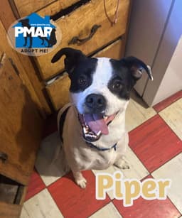 Piper image 1