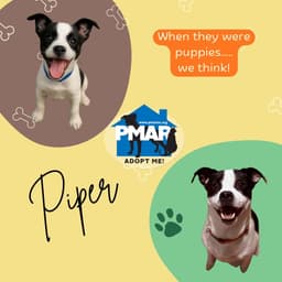 Piper image 3