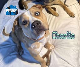 Charlie image 2