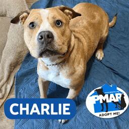 Charlie image 1