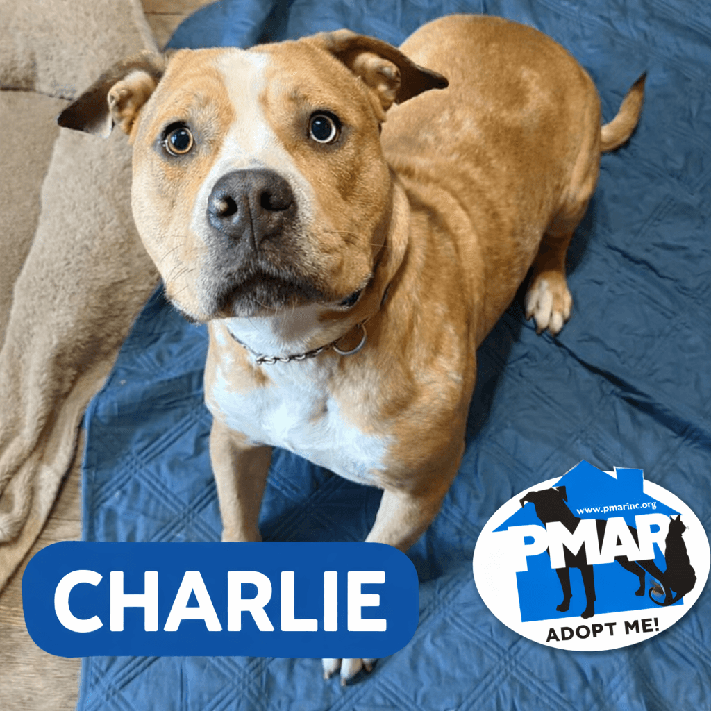 Charlie - Pit Bull Terrier