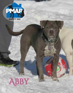Abby image 1