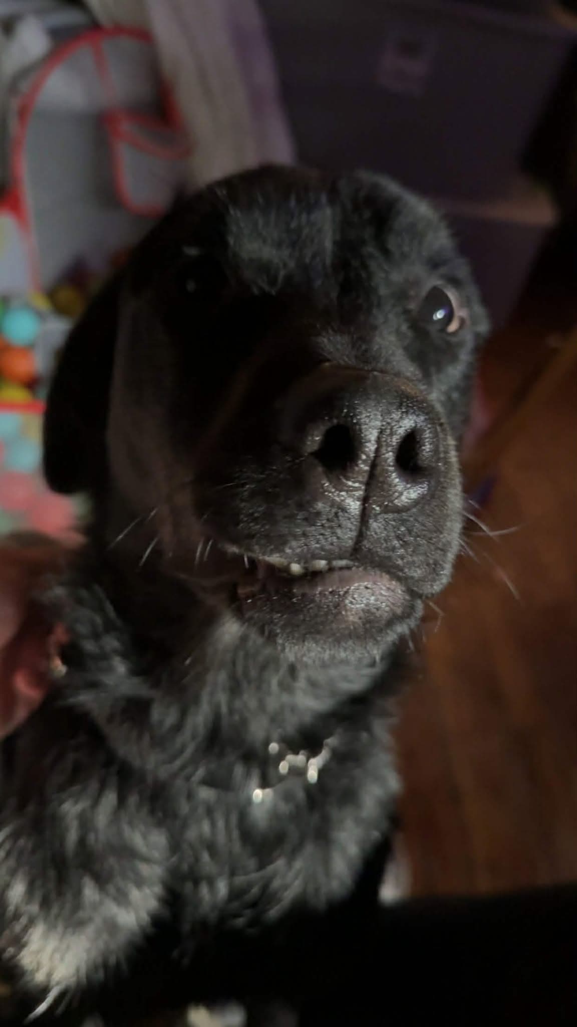 Wednesday - Rottweiler