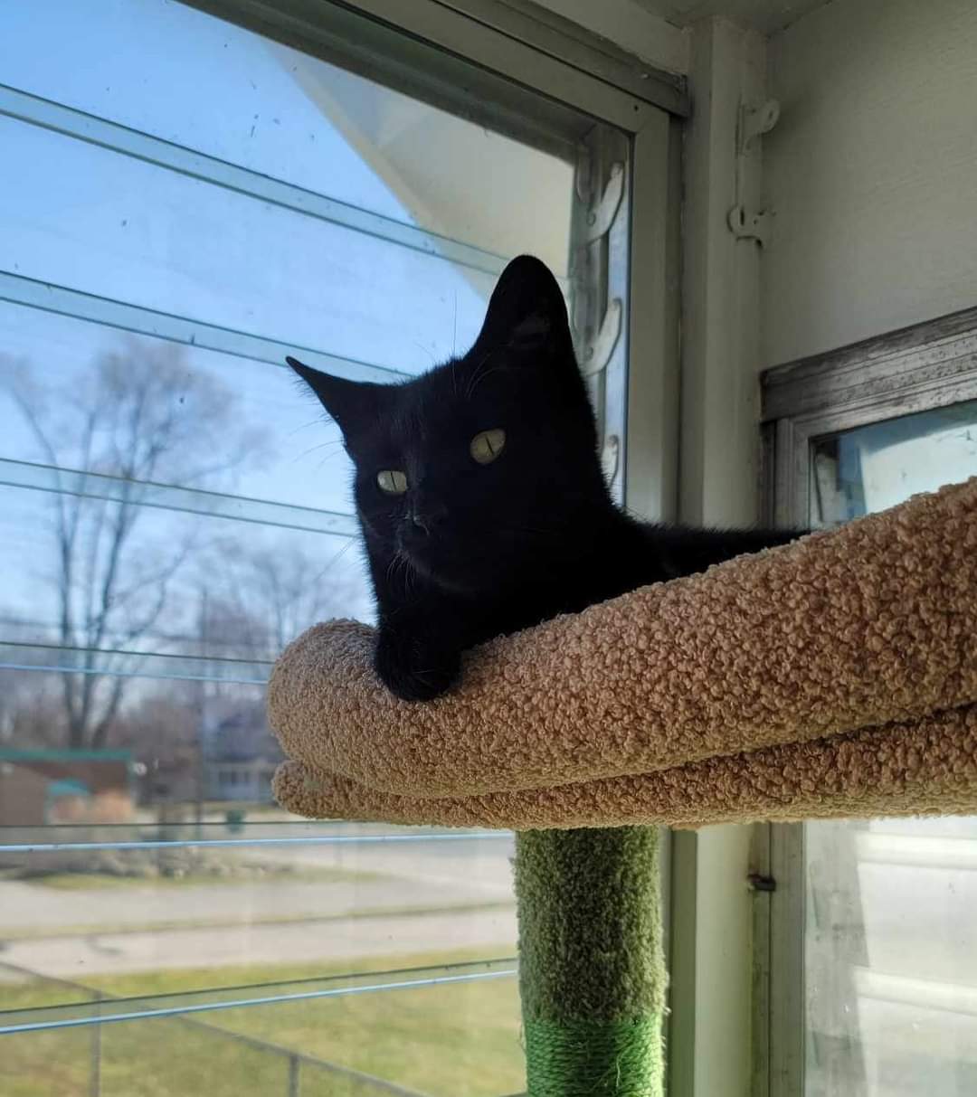 Kiki - Domestic Short Hair