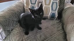 Kiki image 2