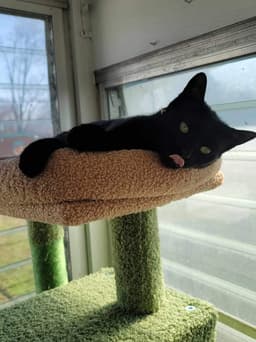 Kiki image 4