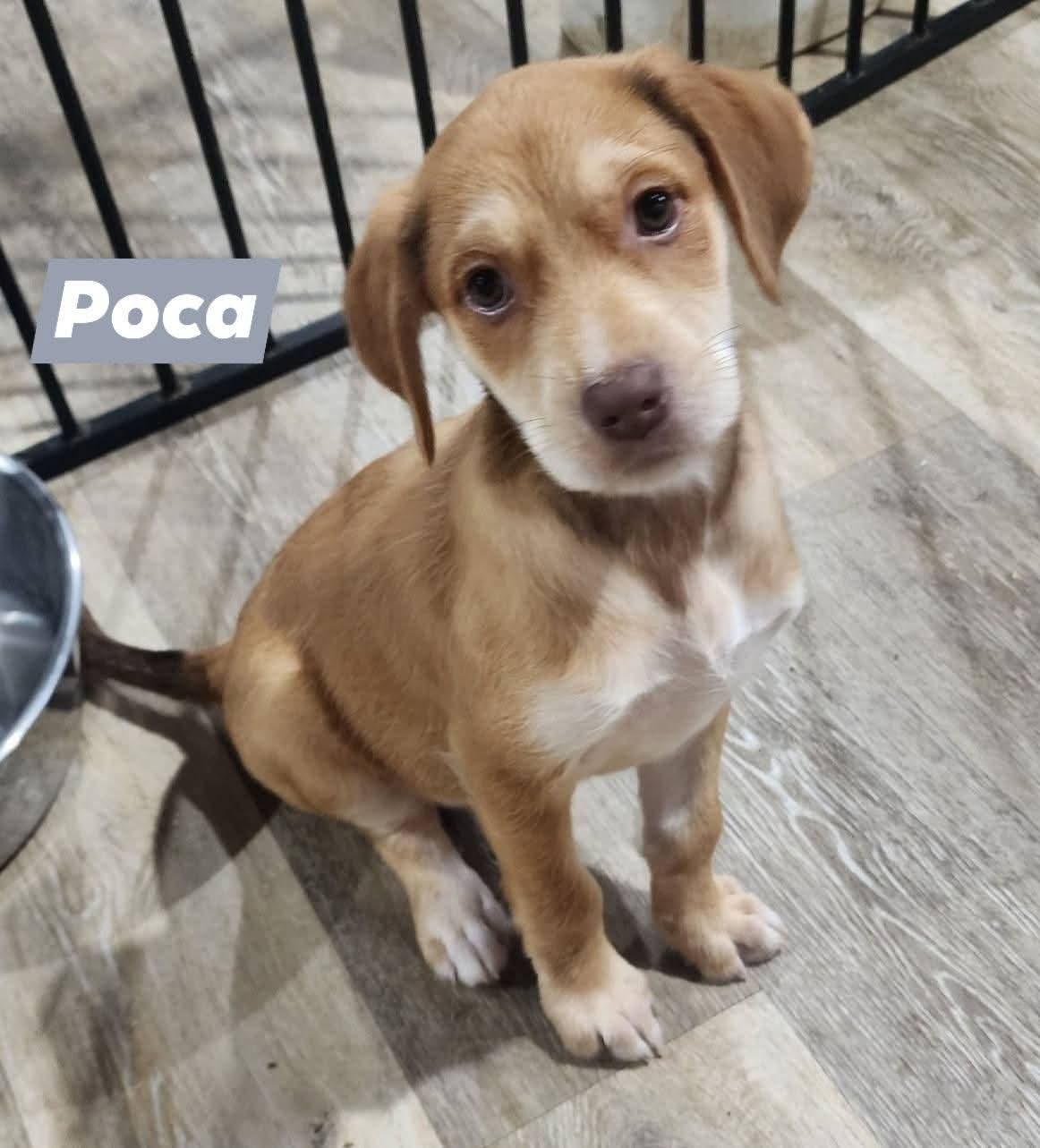 Princess Pocahontas Poca - Catahoula Leopard Dog