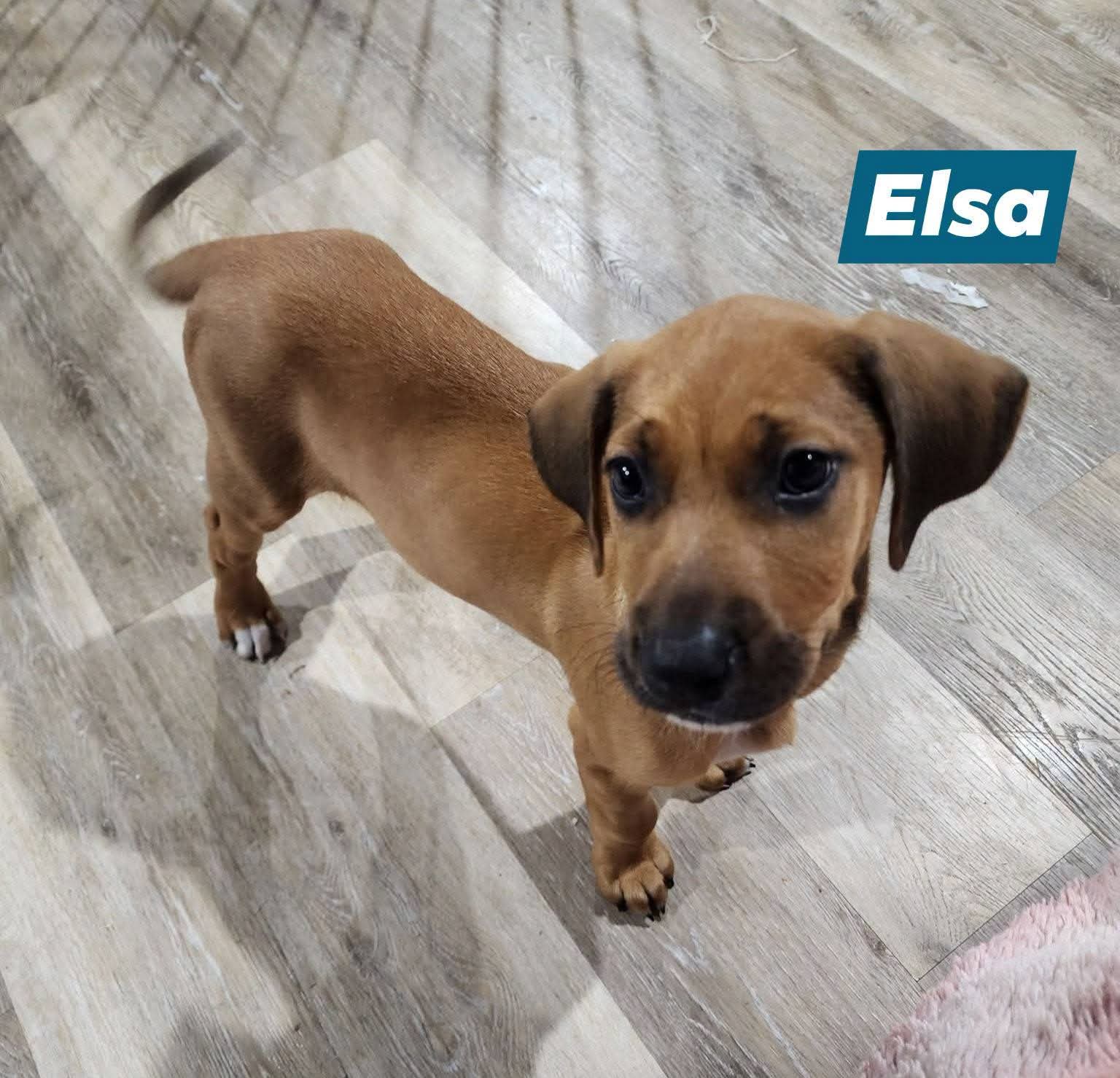 Princess Elsa - Catahoula Leopard Dog