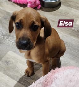 Princess Elsa image 2
