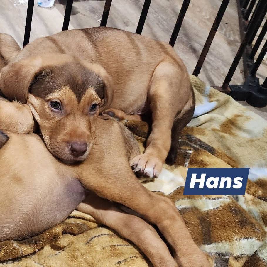 Prince Hans - Catahoula Leopard Dog