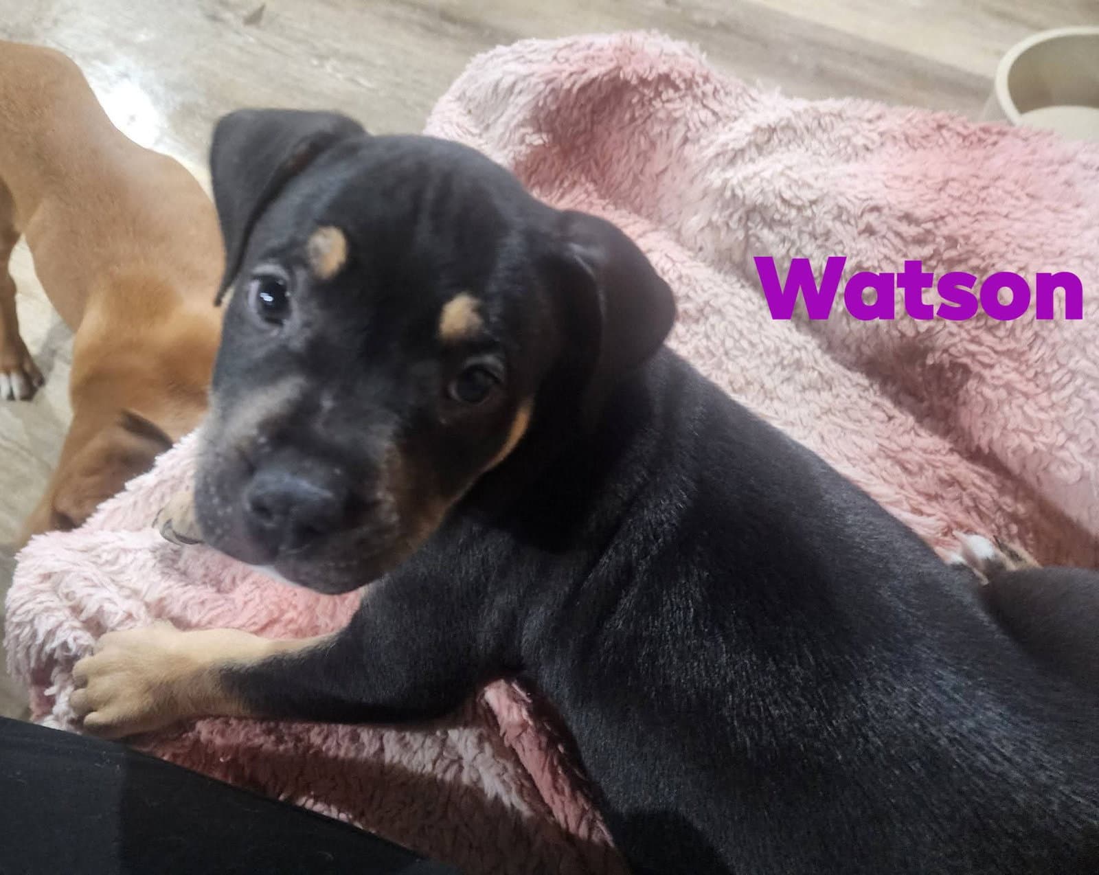 Watson - Pit Bull Terrier