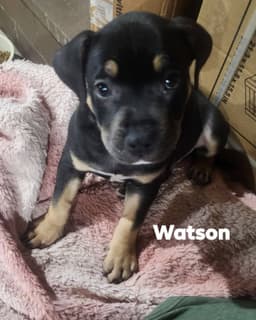Watson image 2