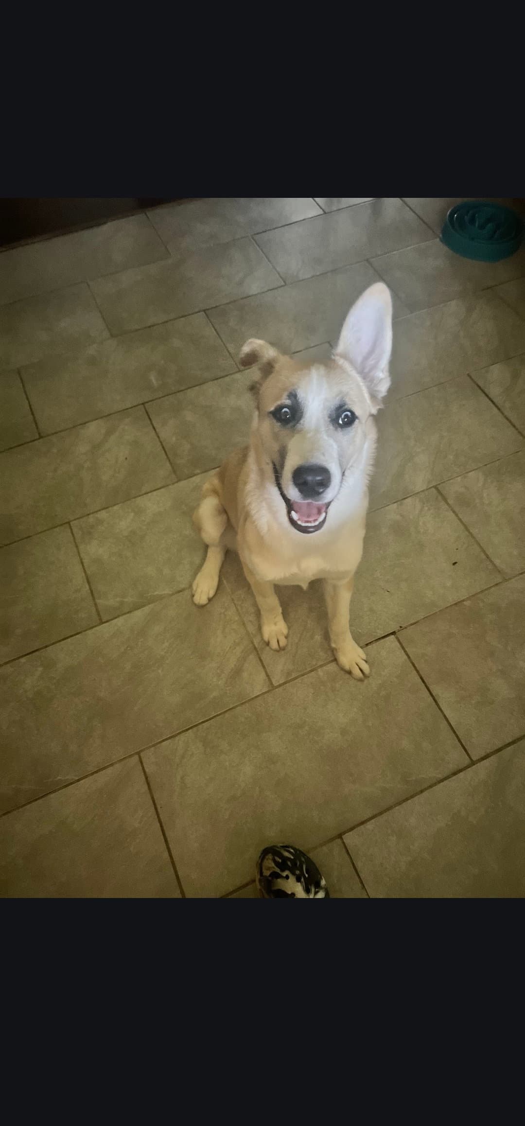 Claus - Husky
