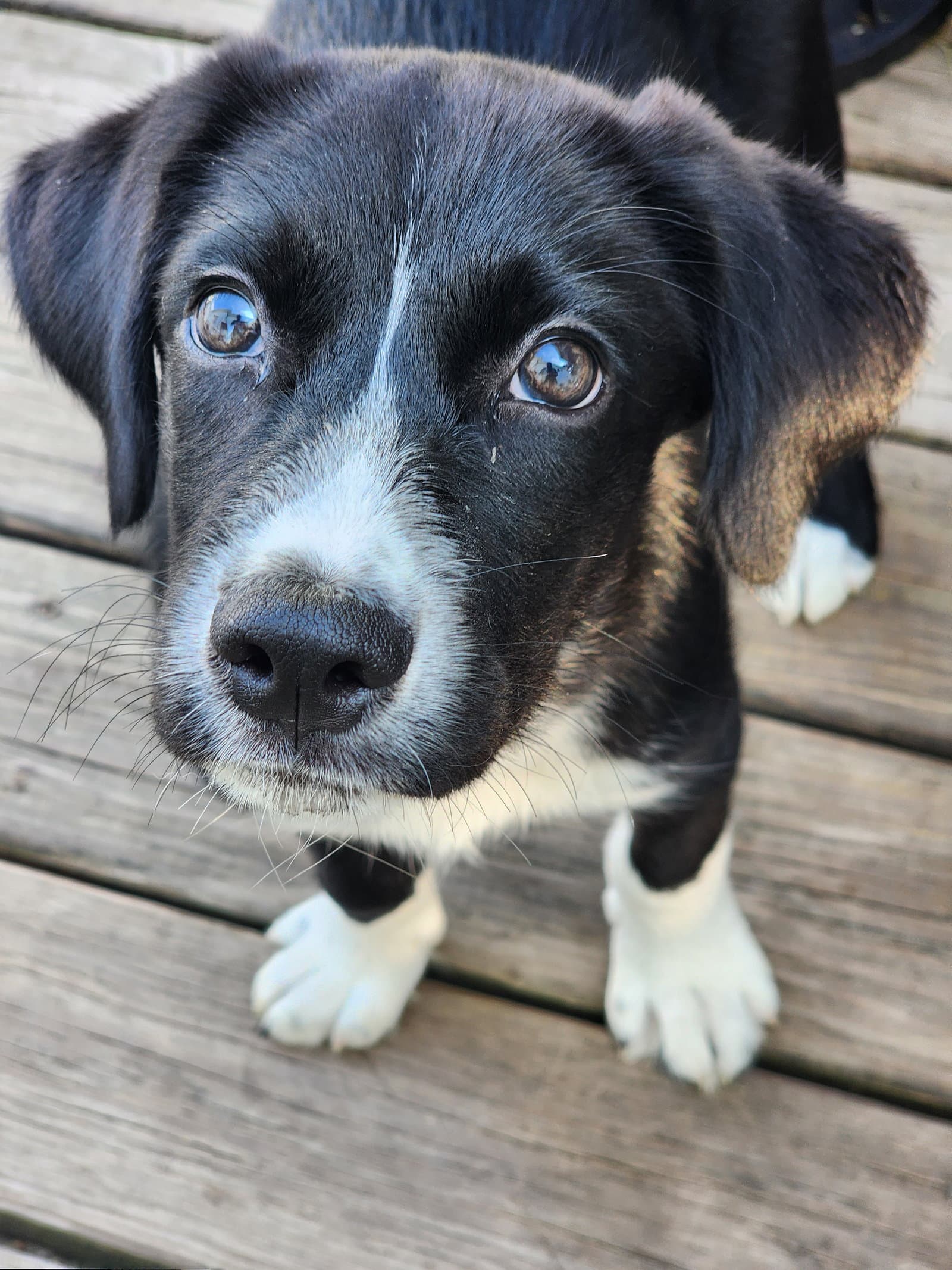 Yoda - Springer Spaniel