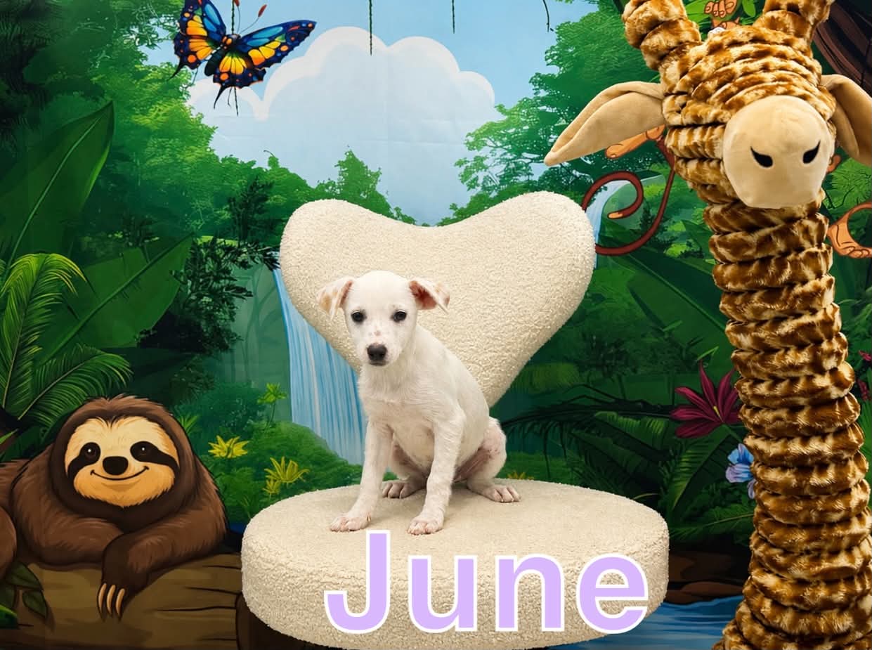 June - Terrier