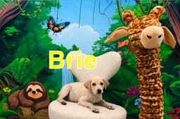 Brie image 1
