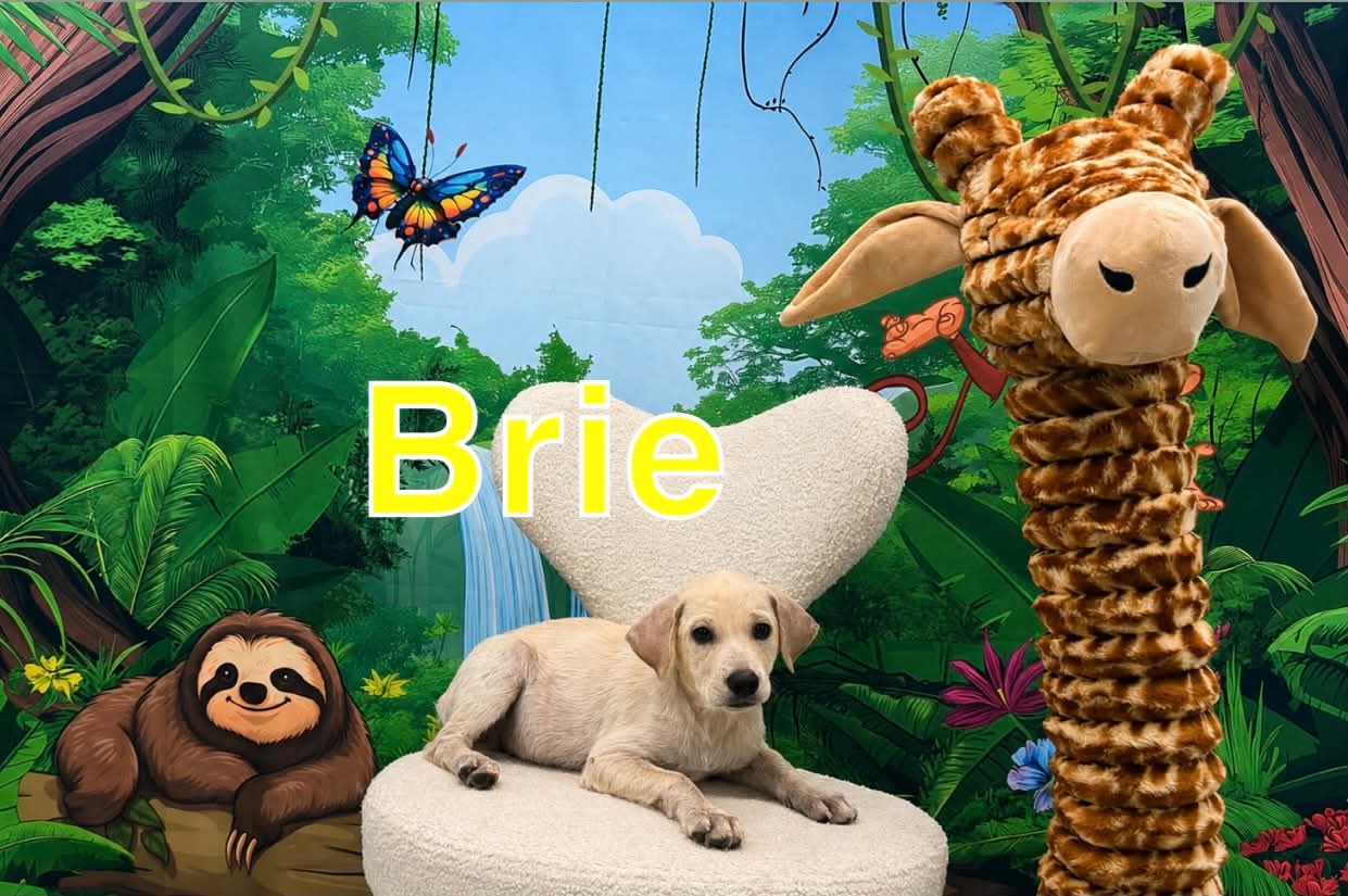 Brie - Terrier