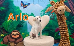 Arlo image 1