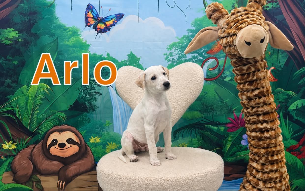 Arlo - Terrier