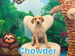 Chowder image 1
