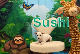 Sushi image 1